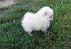 Puppies for sale Denmark, Aalborg Pomeranian Spitz