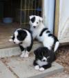 Puppies for sale Ireland, Dublin Border Collie