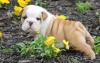 Puppies for sale Cyprus, Protaras English Bulldog