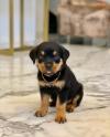 Puppies for sale Bulgaria, Sofia Rottweiler