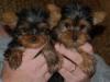 Puppies for sale Germany, Magdeburg Yorkshire Terrier