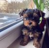 Puppies for sale Cyprus, Ayia Napa Yorkshire Terrier