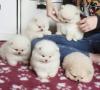 Puppies for sale Lithuania, Gargzdai Pomeranian Spitz