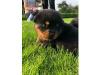 Puppies for sale Austria, Graz Toy-poodle