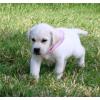 Puppies for sale Finland, Pori Labrador