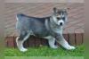 Puppies for sale Portugal, Aveiro , Husky