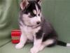 Puppies for sale Cyprus, Limassol Haski, Siberian Husky