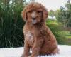 Puppies for sale Portugal, SetГєbal Toy-poodle