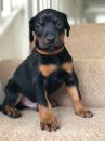 Puppies for sale Cyprus, Protaras Doberman