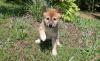 Puppies for sale Cyprus, Protaras Other breed, Shiba Inu