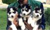 Puppies for sale Romania, Iasi , Husky