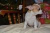 Puppies for sale Romania, Constanta Chihuahua