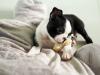 Puppies for sale Spain, Seville Boston Terrier