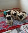 Puppies for sale United Kingdom, Birmingham Pug
