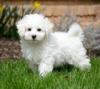 Puppies for sale Belgium, Gant Bichon