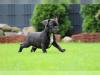 Puppies for sale Czech Republic, KE French Bulldog