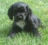 Puppies for sale Latvia, Aizkraukle Cocker Spaniel