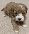 Puppies for sale Turkmenistan, Ashgabat , Cavachon