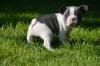 Puppies for sale France, Moulin French Bulldog