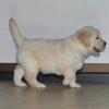 Puppies for sale Germany, Yen Golden Retriever
