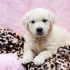 Puppies for sale United Kingdom, Plymouth Golden Retriever