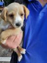 Puppies for sale Ukraine, Cherkasy Jack Russell Terrier