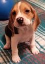 Puppies for sale Belarus, Maladzyechna Beagle