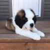 Puppies for sale Russia, Cherepovets Senbernar, saint Bernard puppies