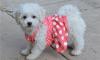 Puppies for sale Latvia, Cesis Bichon