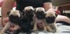 Puppies for sale United Kingdom, Bradford Pug