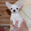 Puppies for sale Bulgaria, Varna Chihuahua