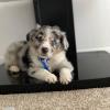 Puppies for sale Latvia, Preili Australian Shepherd