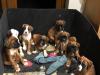 Puppies for sale United Kingdom, Blackpool Boxer