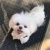 Puppies for sale Cyprus, Limassol Maltese