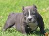 Puppies for sale Luxembourg, Luxembourg French Bulldog