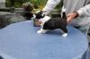 Puppies for sale Netherlands, Amsterdam Chinese crested dog