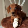 Puppies for sale Luxembourg, Luxembourg Dachshund