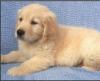 Puppies for sale USA, Florida Golden Retriever