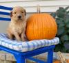 Puppies for sale Netherlands, Geldrop Golden Retriever