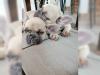 Puppies for sale Italy, Piacenza French Bulldog