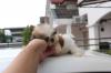 Puppies for sale Lithuania, Vilnius Shih Tzu