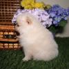 Puppies for sale Latvia, Kraslava Pomeranian Spitz