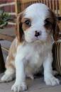 Puppies for sale Moldova, Cahul King Charles Spaniel