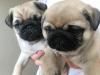 Puppies for sale Azerbaijan, Azerbaijan Pug