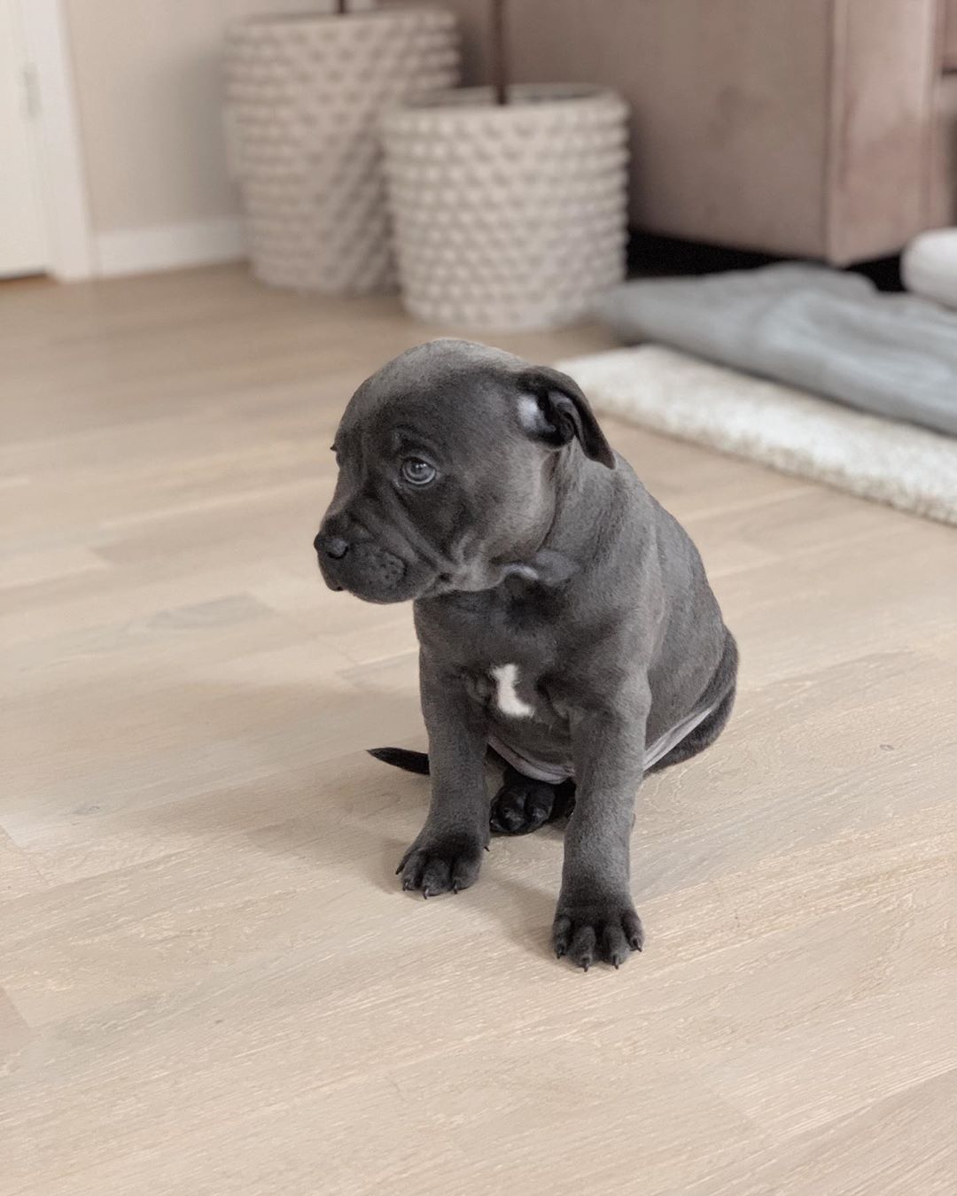 Puppies for sale Denmark, Aarhus American Staffordshire Terrier