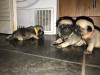 Puppies for sale Moldova, Tiraspol Pug