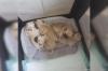 Puppies for sale Turkmenistan, Turkmenabad Pug