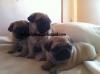 Puppies for sale Azerbaijan, Lankaran Pug