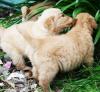 Puppies for sale Ireland, Doolin Golden Retriever