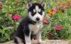 Puppies for sale Turkmenistan, Dashoguz , siberian husky